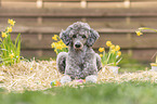 Royal Standard Poodle