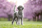 Royal Standard Poodle