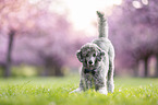 Royal Standard Poodle
