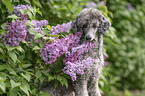 Royal Standard Poodle