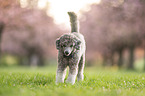 Royal Standard Poodle