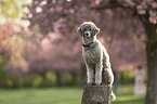 Royal Standard Poodle