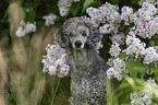 Royal Standard Poodle