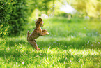 Royal Standard Poodle