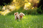 Royal Standard Poodle
