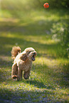 Royal Standard Poodle