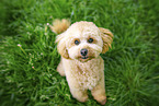 Royal Standard Poodle