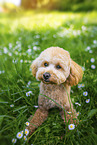 Royal Standard Poodle