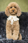 Royal Standard Poodle