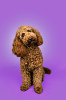 Royal Standard Poodle