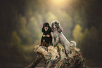 Royal Standard Poodle