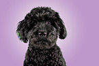 Royal Standard Poodle