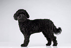 Royal Standard Poodle