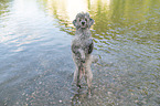 standard poodle