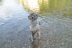 standard poodle