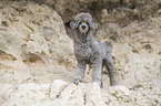 standard poodle