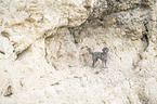 standard poodle