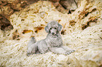 standard poodle