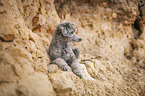 standard poodle