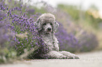 standard poodle