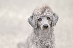 standard poodle