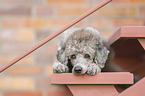 standard poodle
