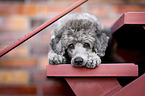 standard poodle