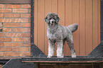 standard poodle