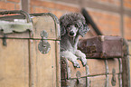 standard poodle