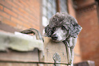 standard poodle