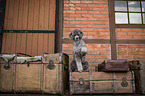 standard poodle
