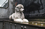 standard poodle