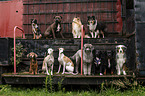 11 dogs