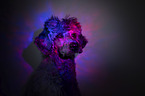 standard poodle