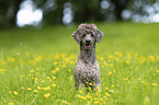 standard poodle