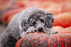 standard poodle