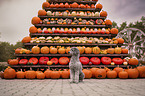 standard poodle