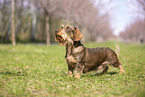 standard poodle