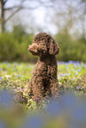 young Standard poodle