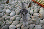 Standard Poodle