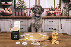 Standard Poodle