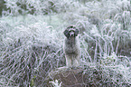 Standard Poodle