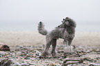 Standard Poodle