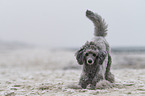 Standard Poodle