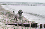 Standard Poodle