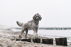 Standard Poodle