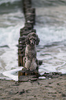 Standard Poodle