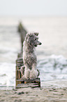Standard Poodle