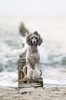 Standard Poodle