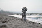 Standard Poodle